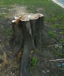 SALFORD PRECINCT TREE CULL
